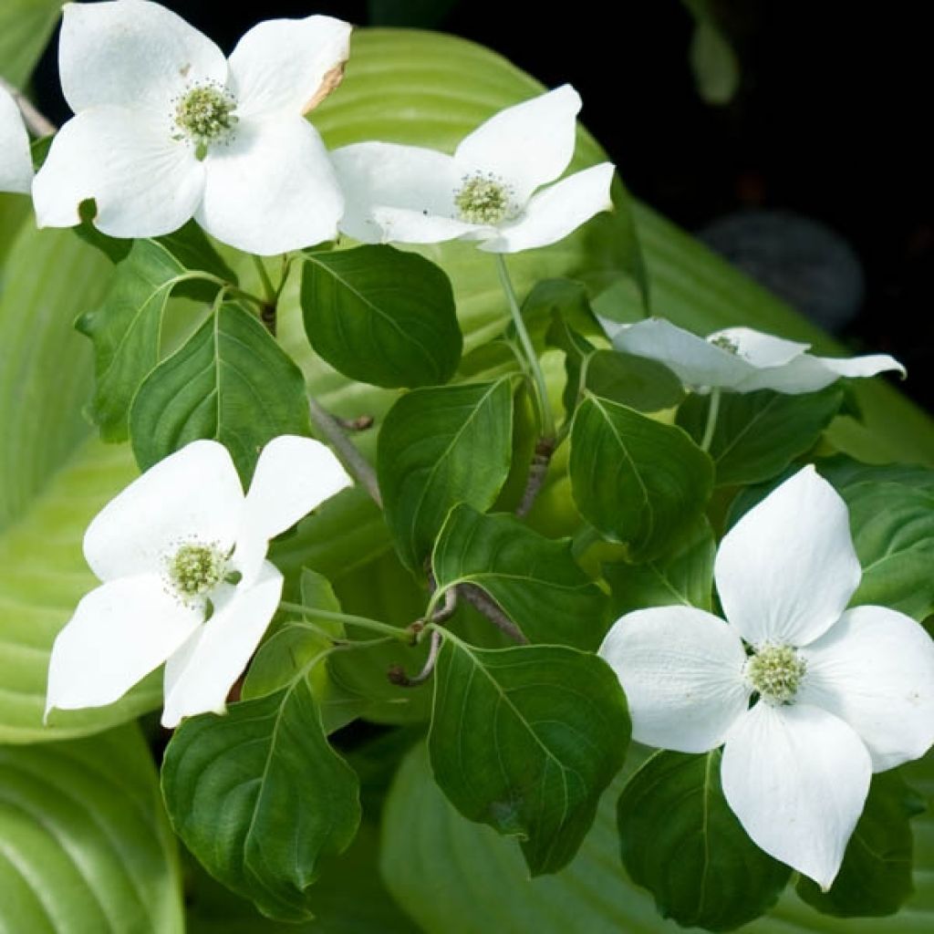 Cornus kousa China Girl