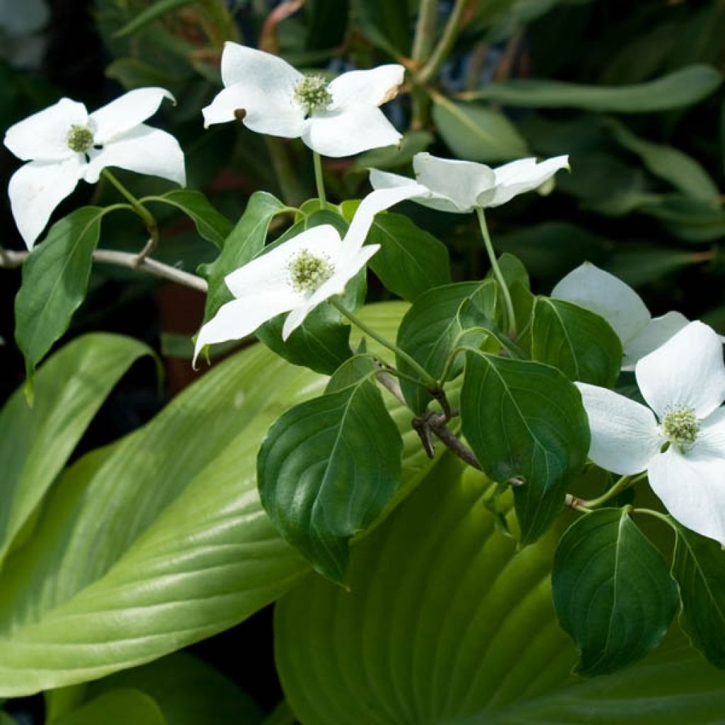 Cornus kousa China Girl