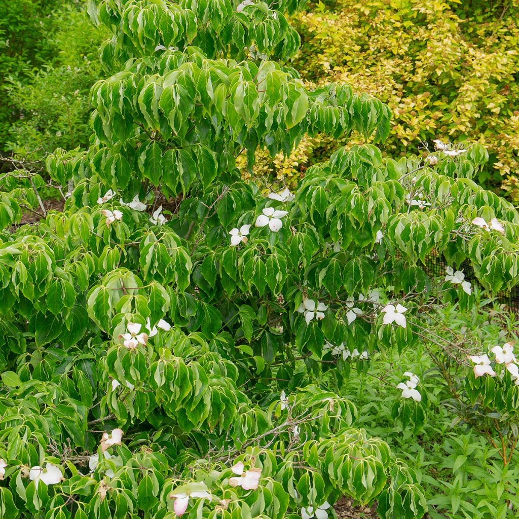 Cornus kousa Milky Way
