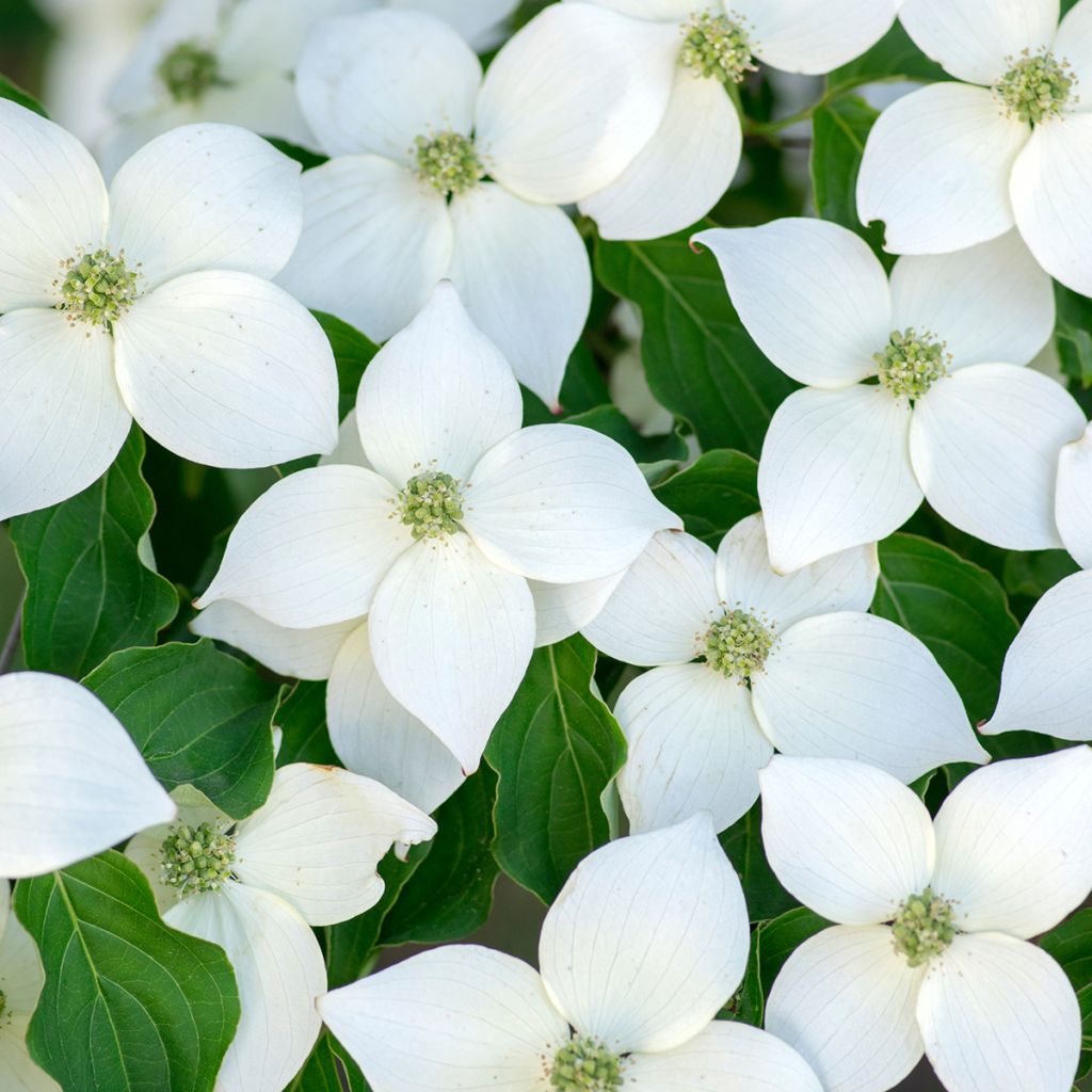 Cornus kousa Milky Way