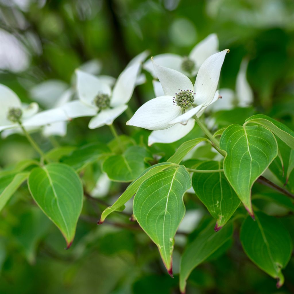 Cornus kousa Milky Way