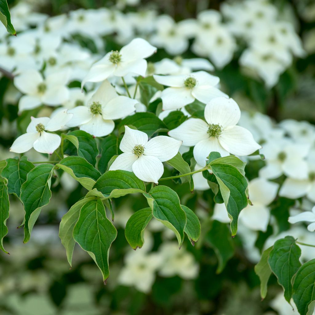 Cornus kousa Milky Way