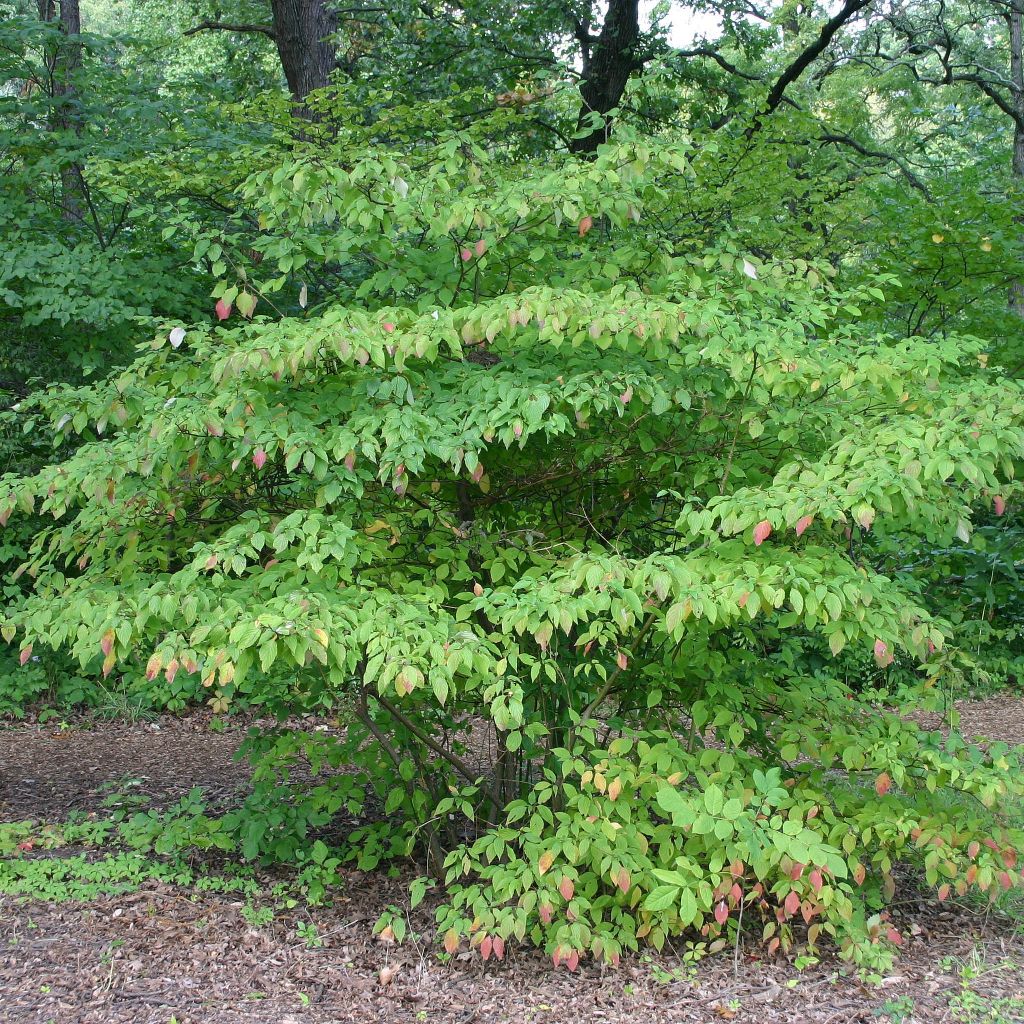 Cornus alternifolia - Cornejo de hojas alternas