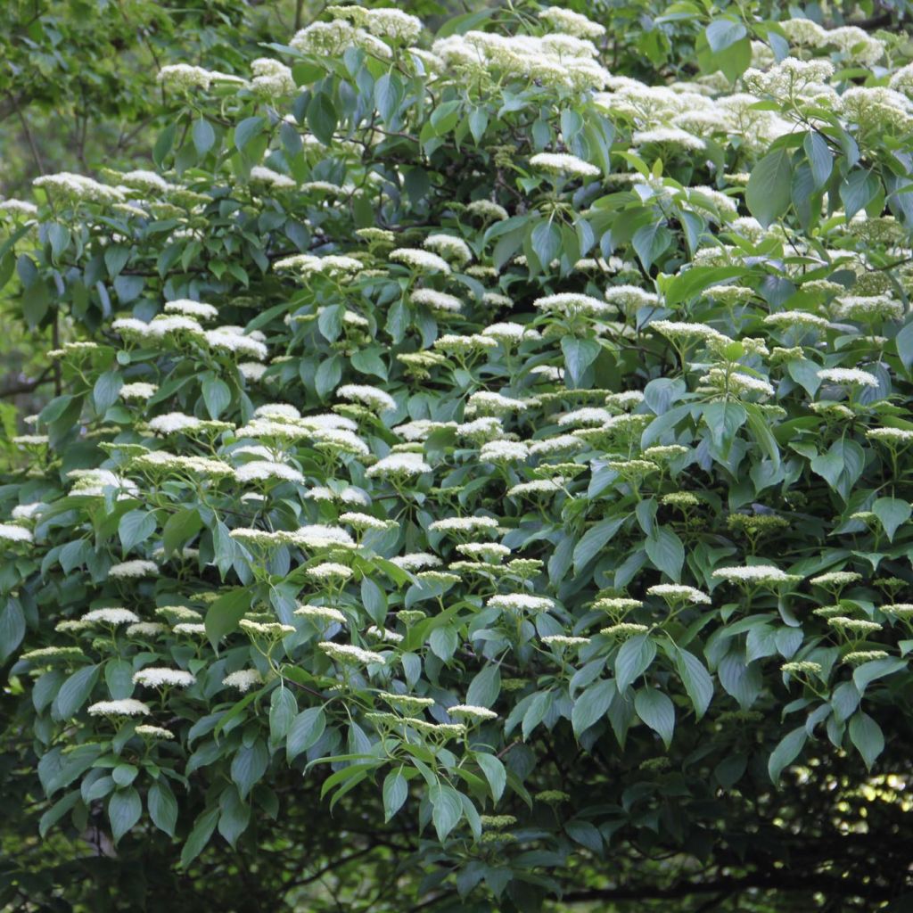 Cornus alternifolia - Cornejo de hojas alternas