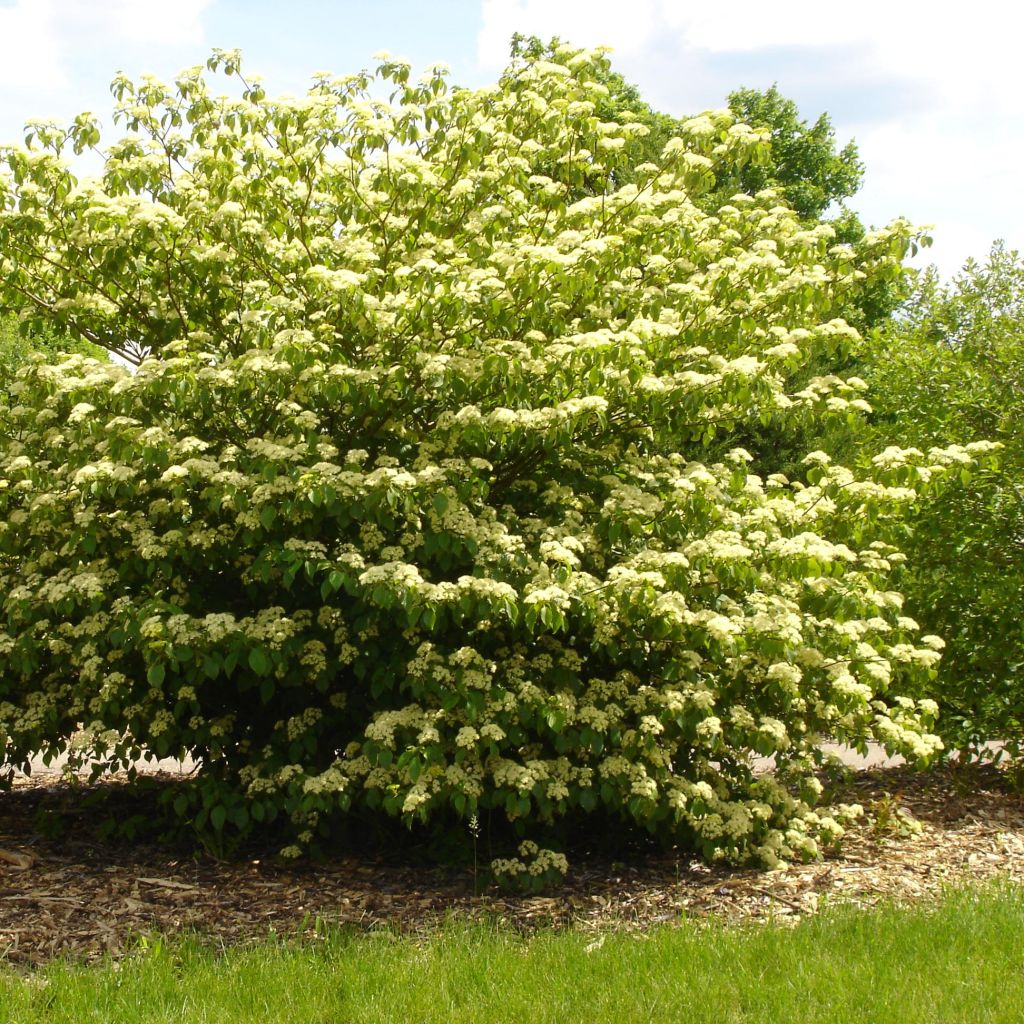 Cornus alternifolia - Cornejo de hojas alternas