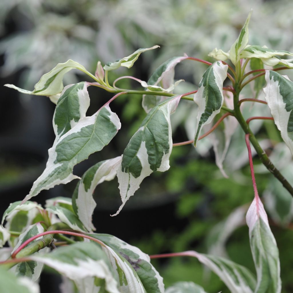 Cornus alternifolia Argentea - Cornejo de hojas alternas