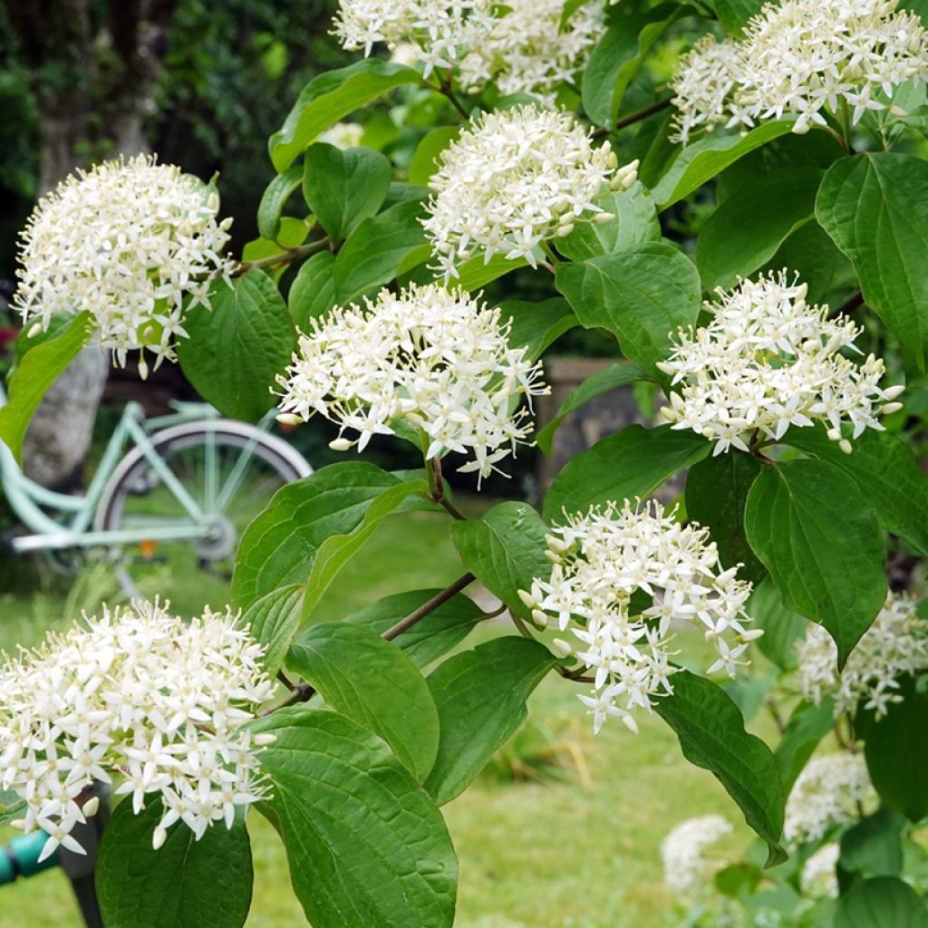 Cornus alternifolia - Cornejo de hojas alternas