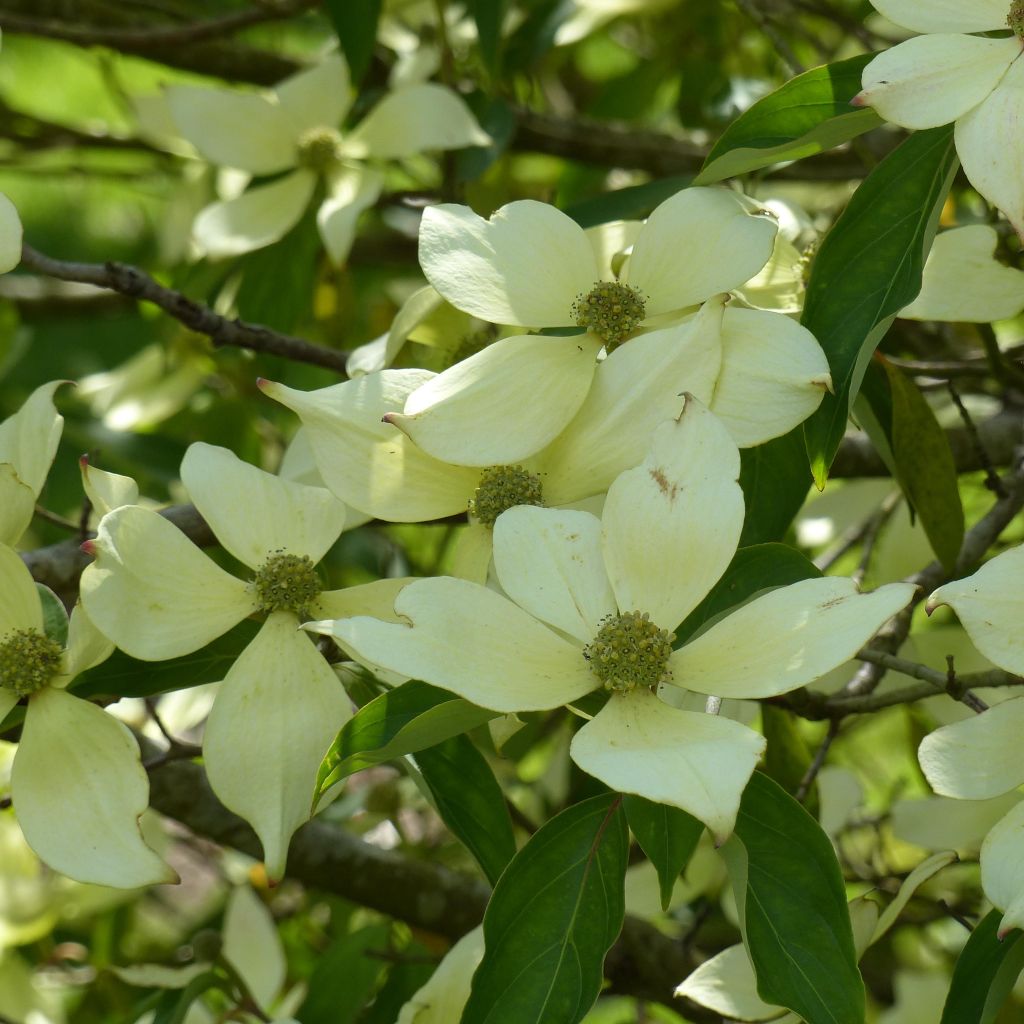 Cornus capitata - Cornejo del Himalaya