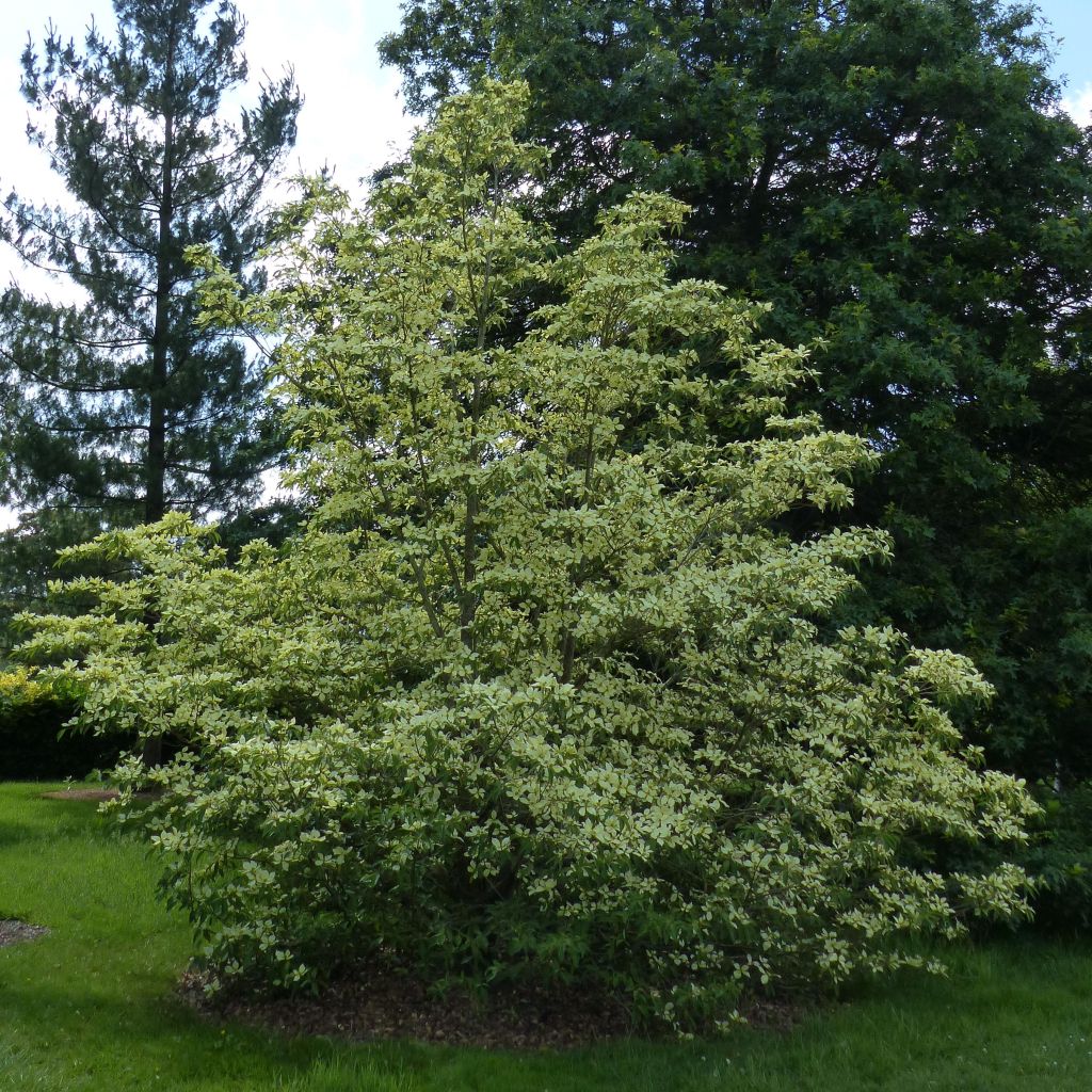 Cornus capitata - Cornejo del Himalaya