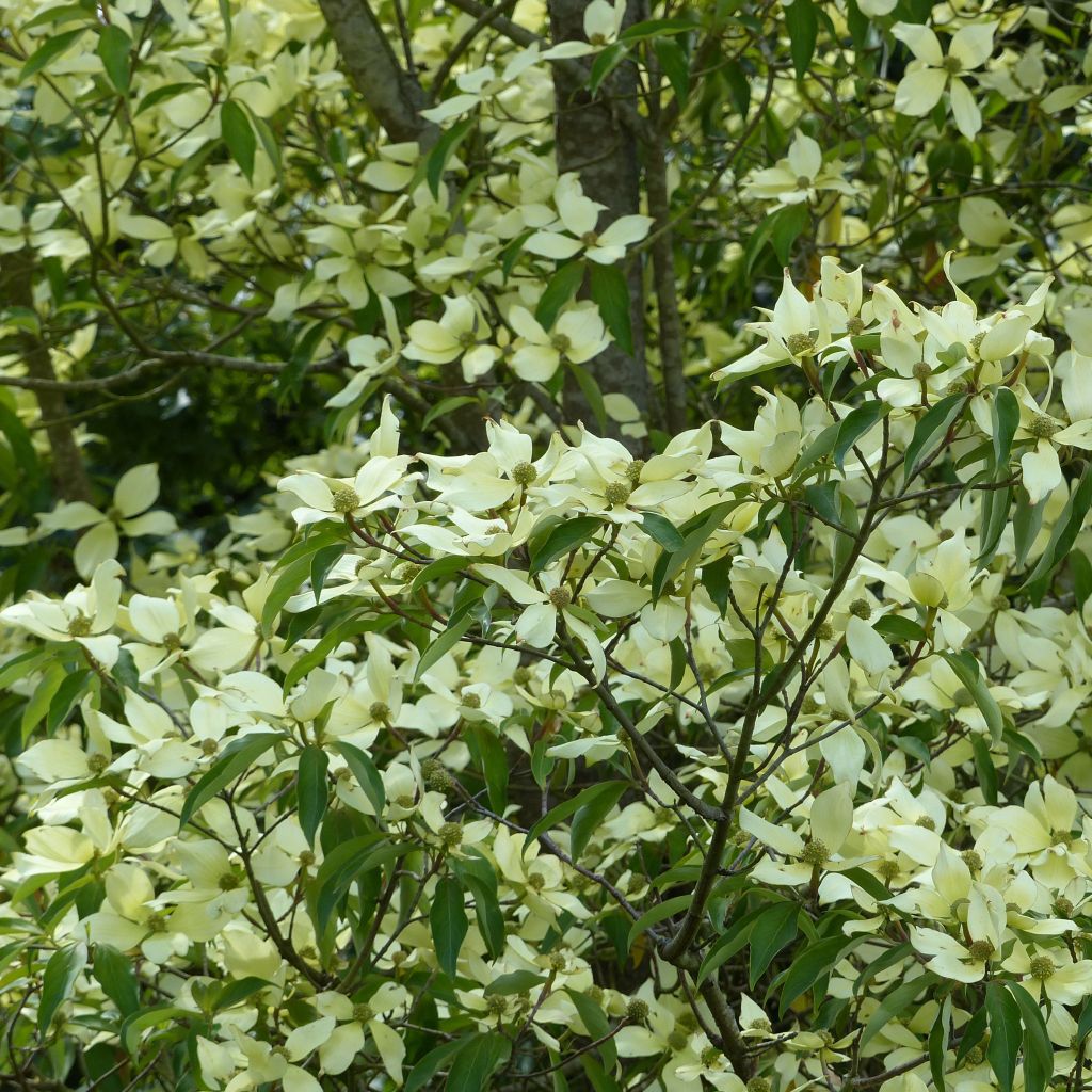 Cornus capitata - Cornejo del Himalaya