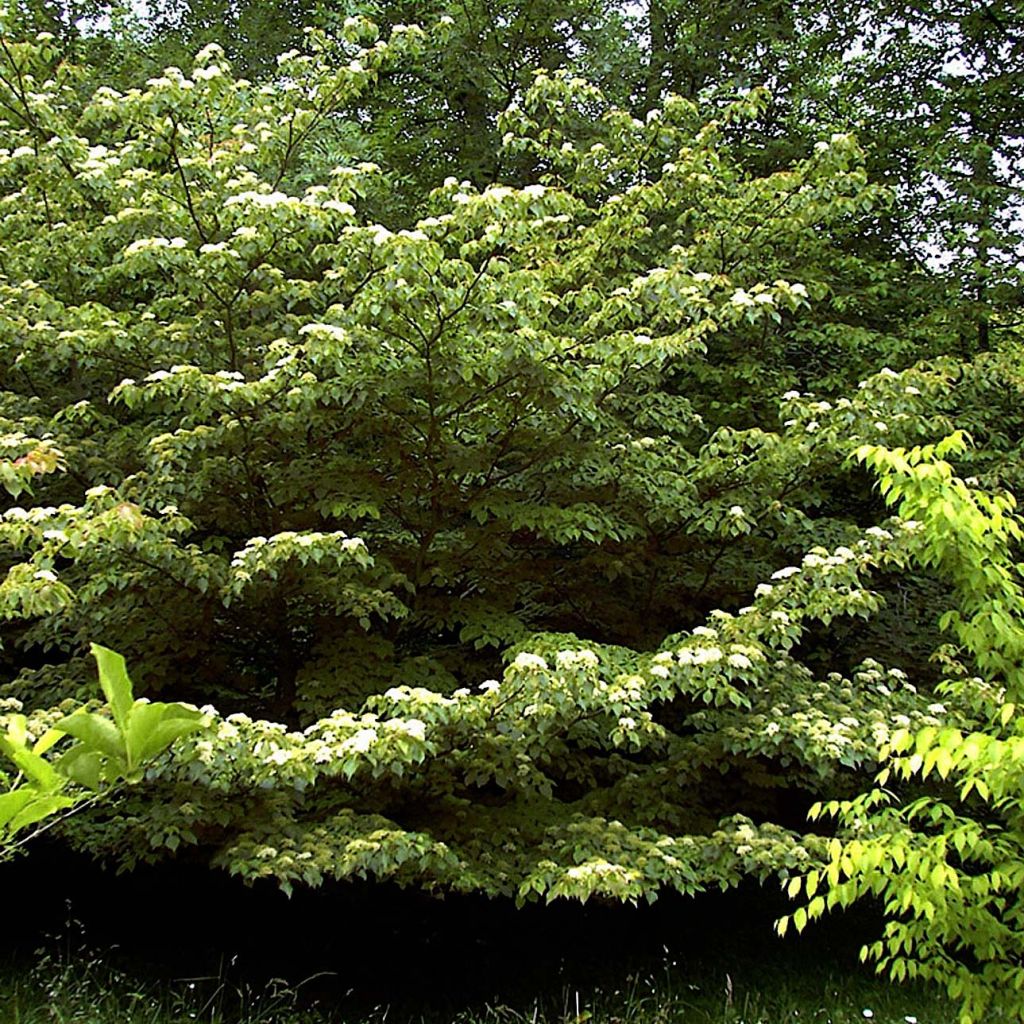 Cornus controversa - Cornejo de mesa