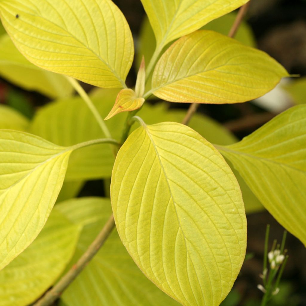 Cornus controversa Candlelight - Cornejo de mesa
