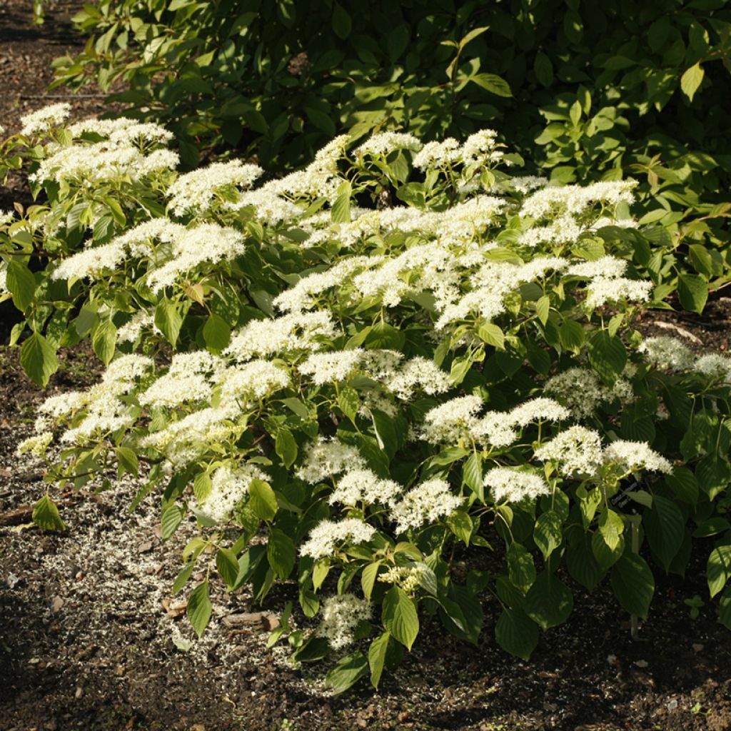 Cornus controversa Green Carpet - Cornejo de mesa
