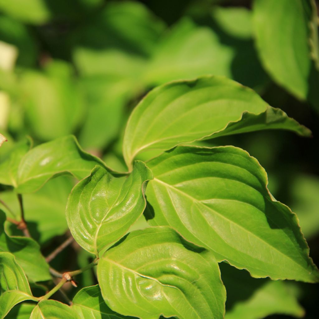 Cornus controversa Troja Dwarf - Cornejo de mesa