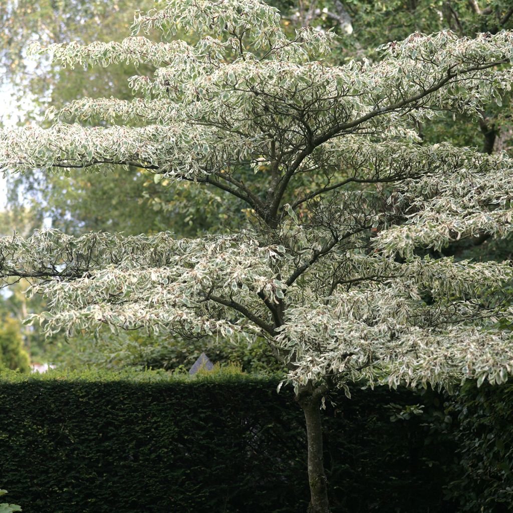 Cornus controversa Variegata - Cornejo de mesa