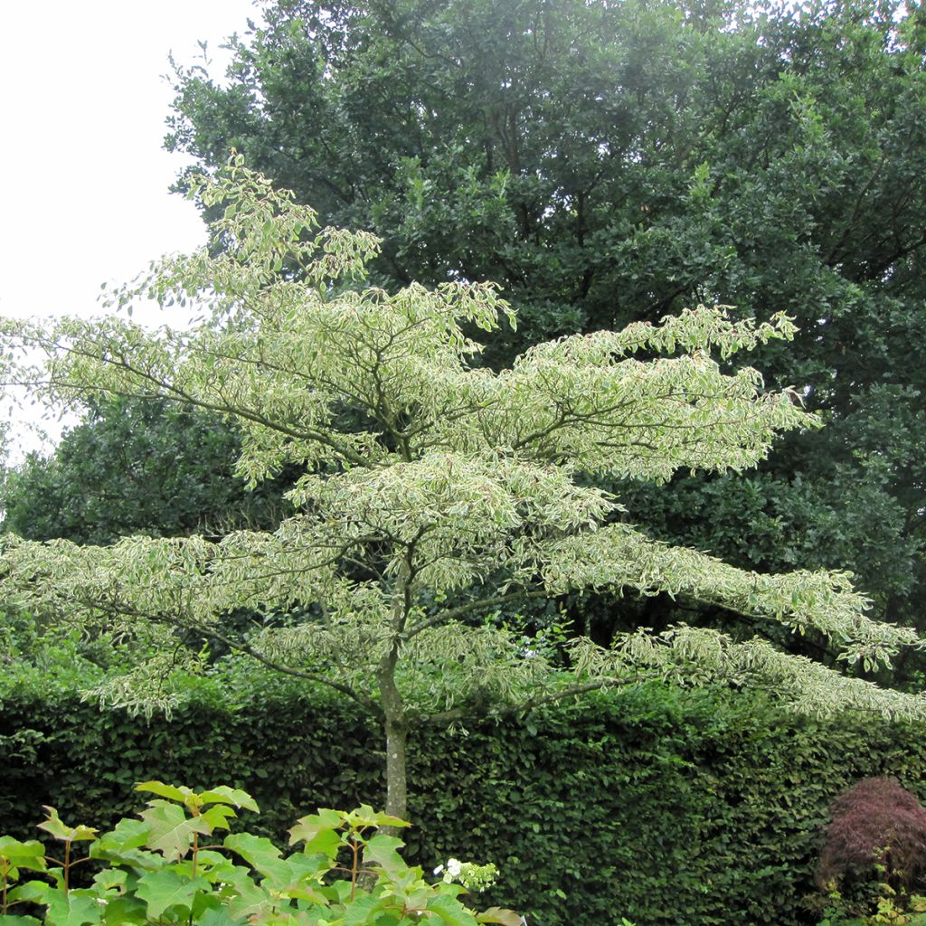 Cornus controversa Variegata - Cornejo de mesa
