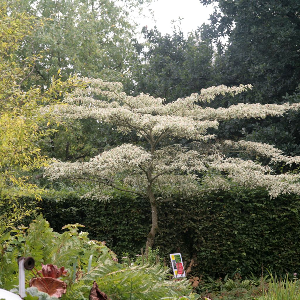 Cornus controversa Variegata - Cornejo de mesa