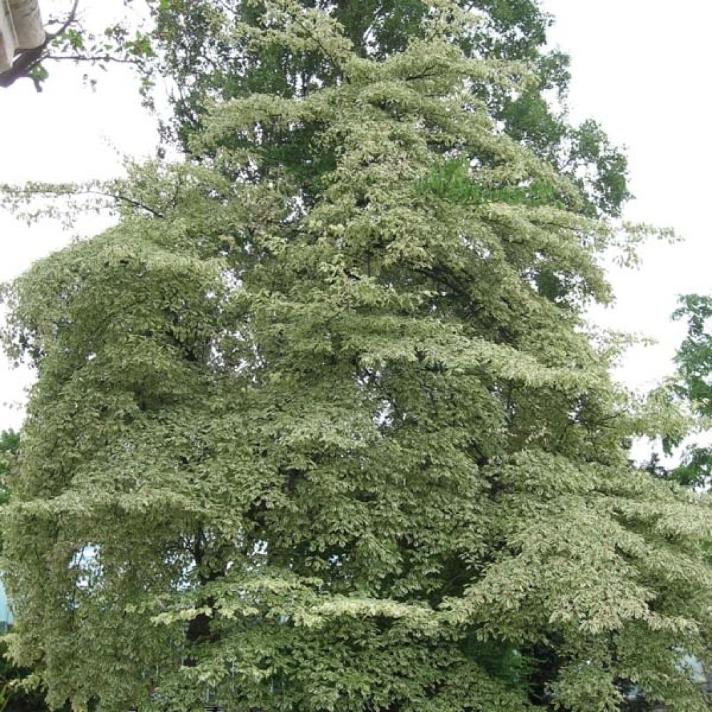 Cornus controversa Variegata - Cornejo de mesa