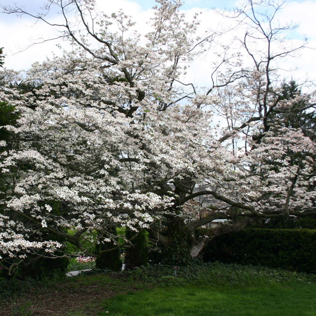 Cornus florida - Cornejo florido