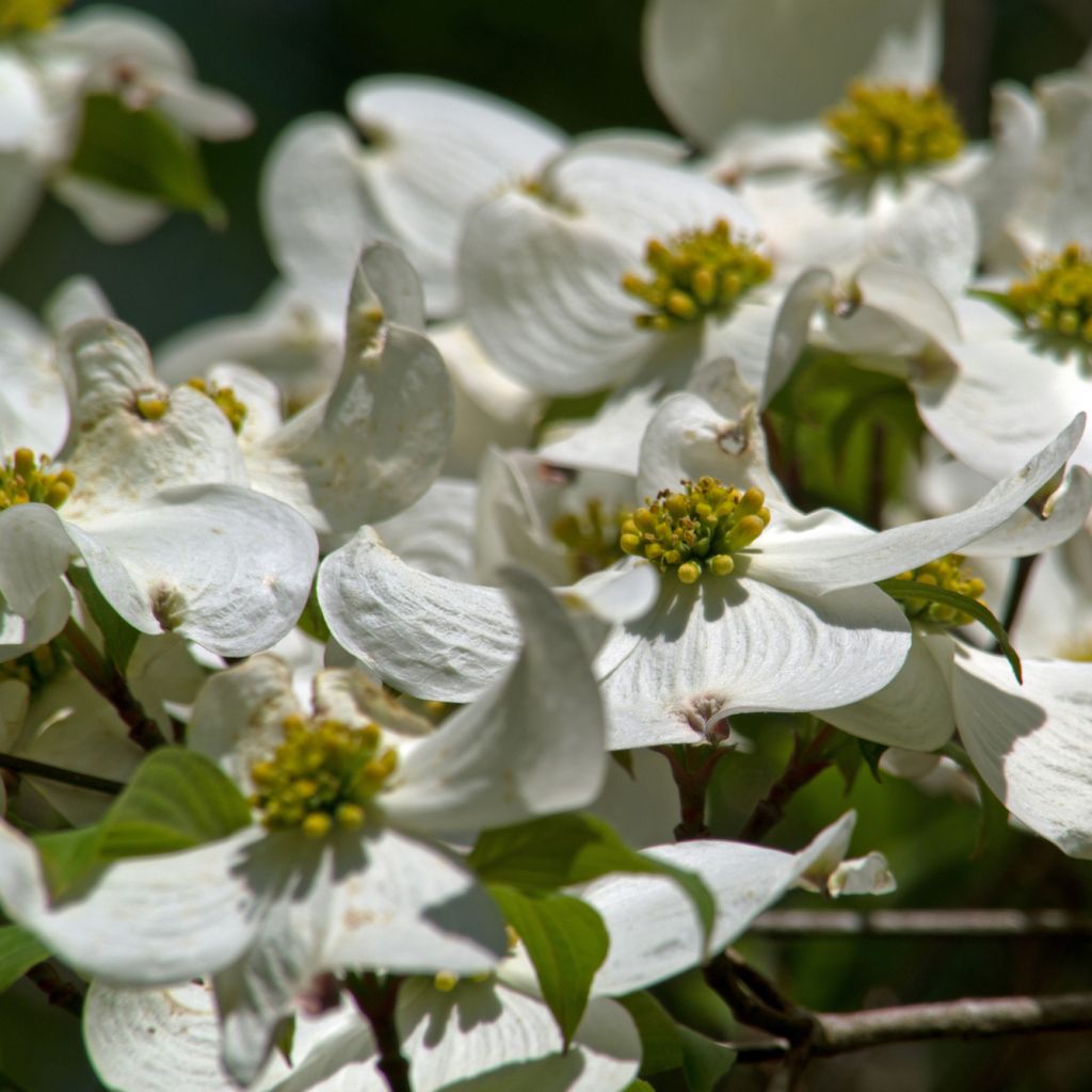 Cornus florida - Cornejo florido