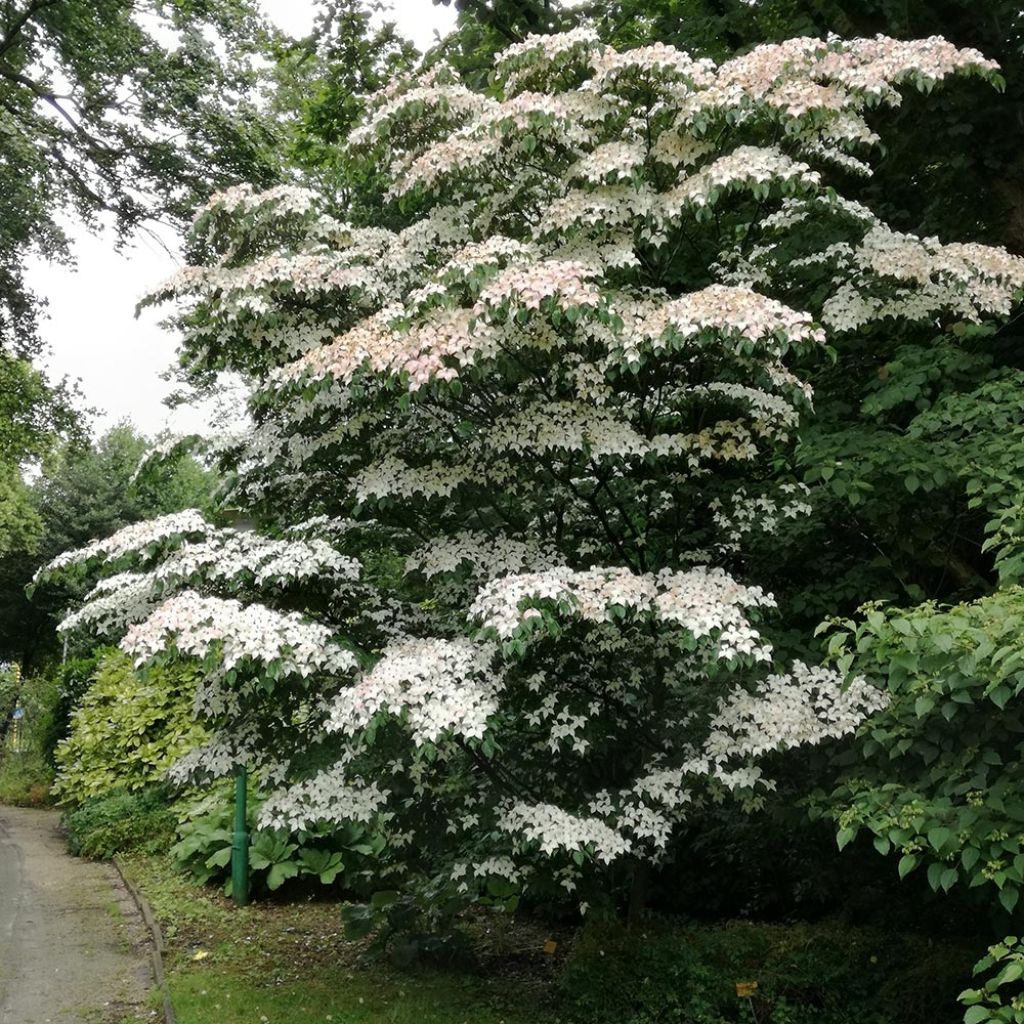 Cornus kousa - Cornejo japonés