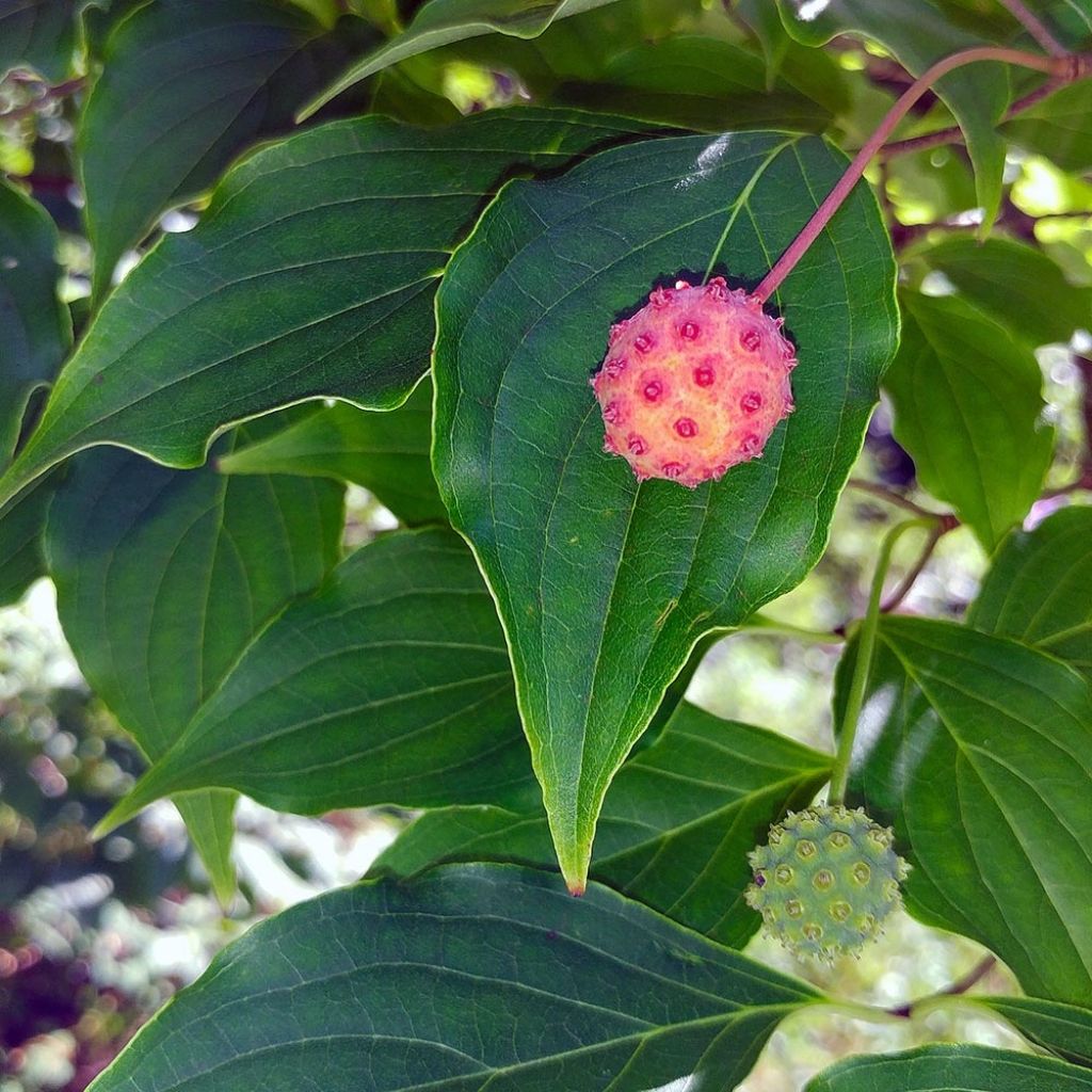 Cornus kousa - Cornejo japonés