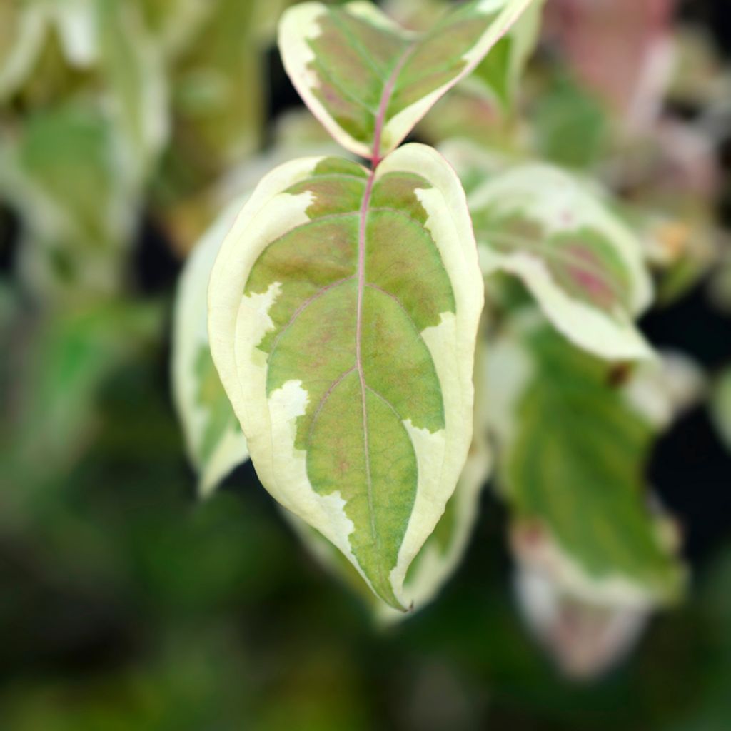 Cornus kousa Akatsuki - Cornejo japonés