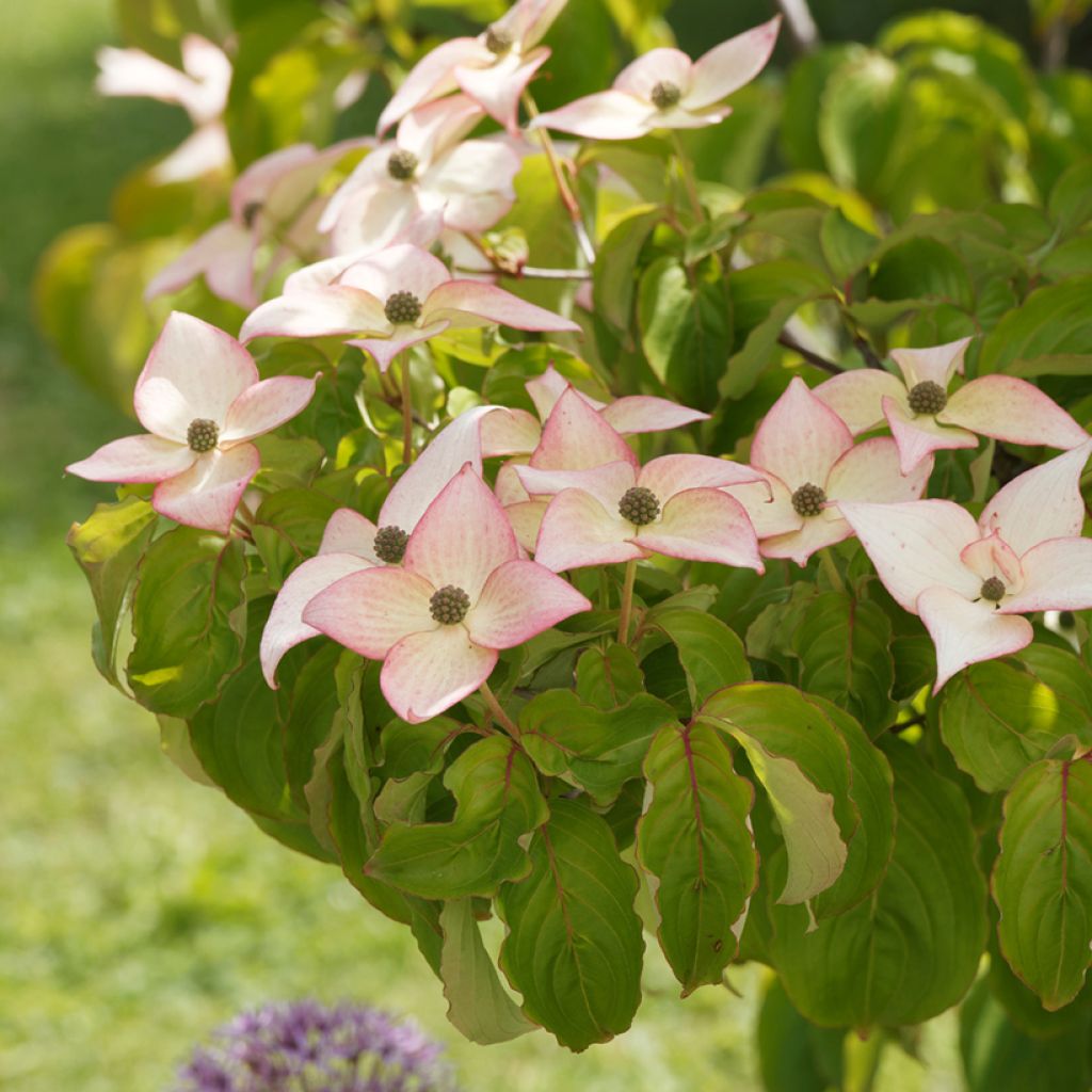 Cornus kousa Beni-fuji
