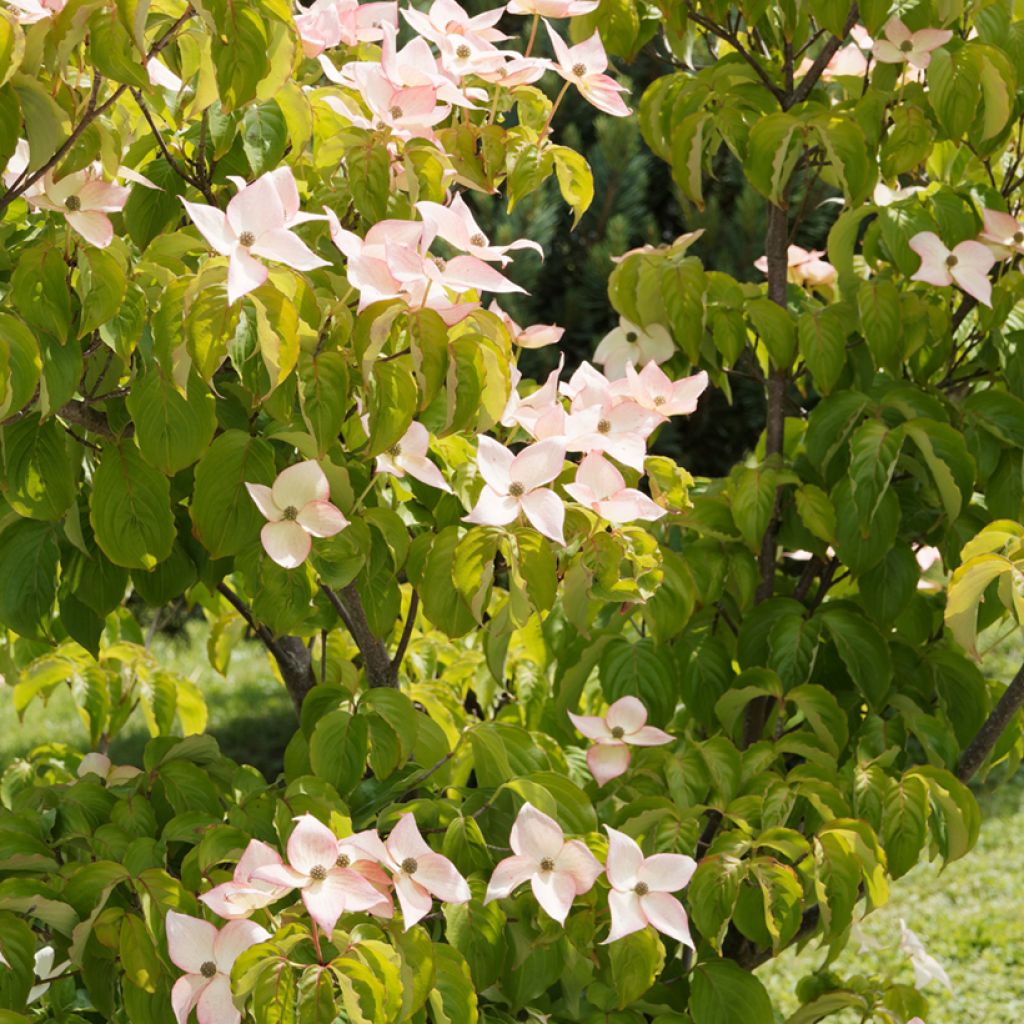 Cornus kousa Beni-fuji