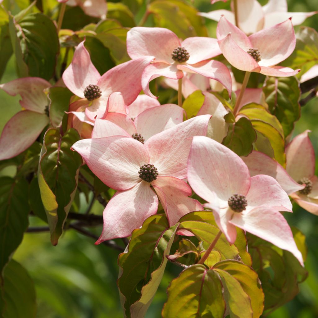 Cornus kousa Beni-fuji