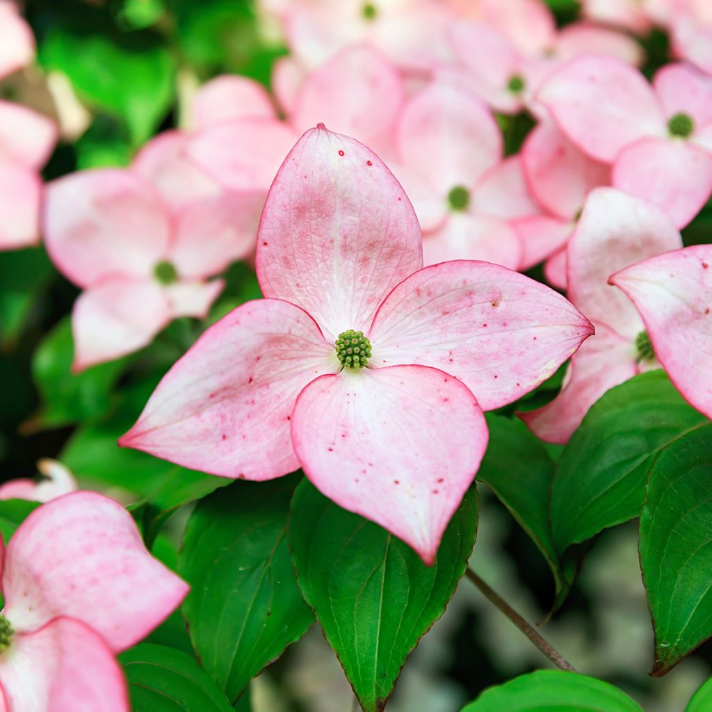Cornus kousa Beni-fuji