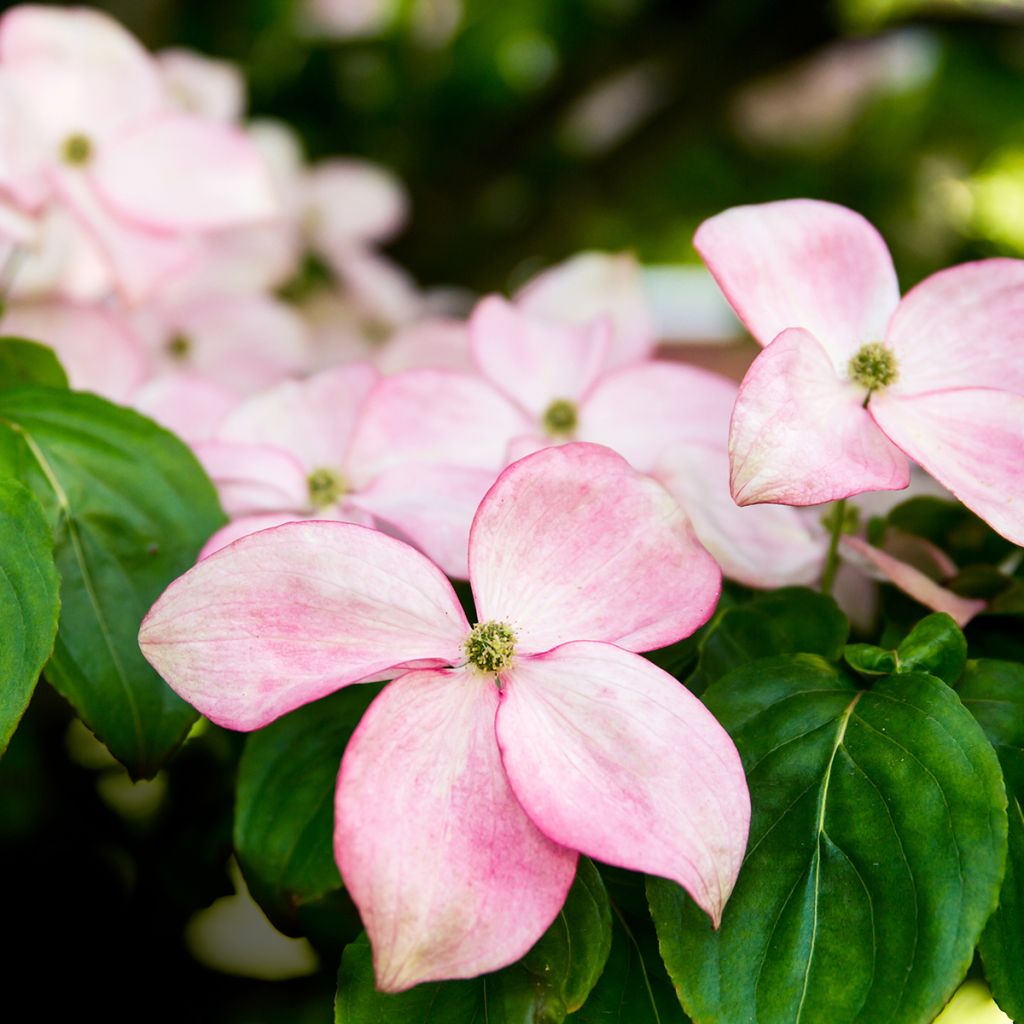 Cornus kousa Beni-fuji