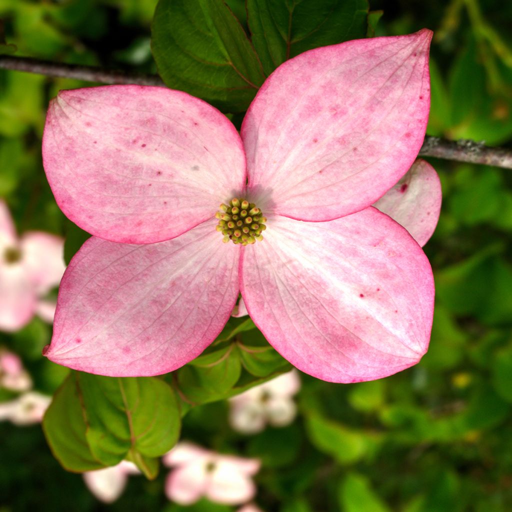 Cornus kousa Beni-fuji