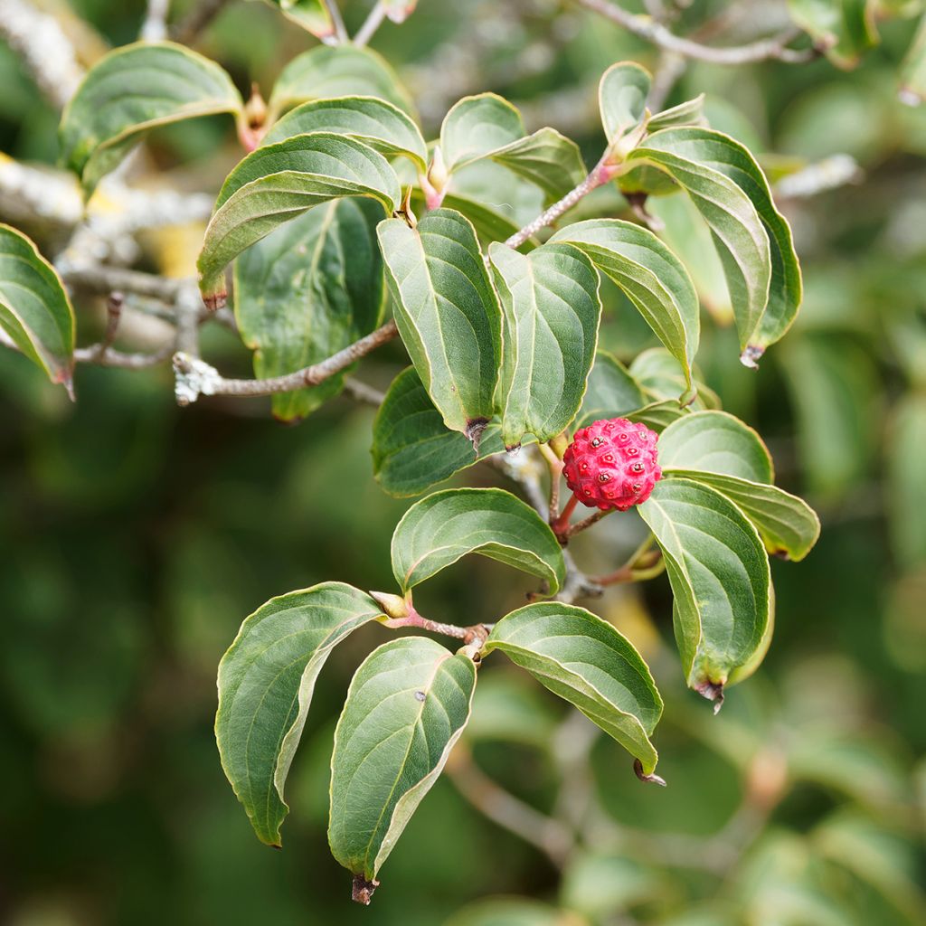 Cornus kousa Blue Shadow