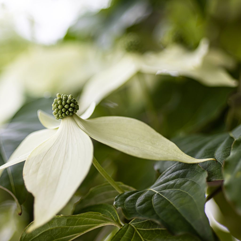 Cornus kousa Blue Shadow