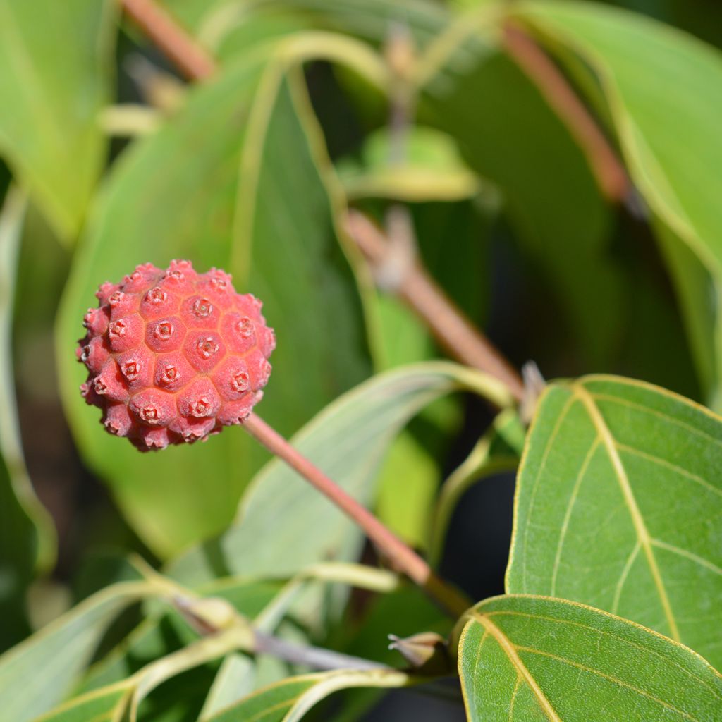 Cornus kousa Blue Shadow