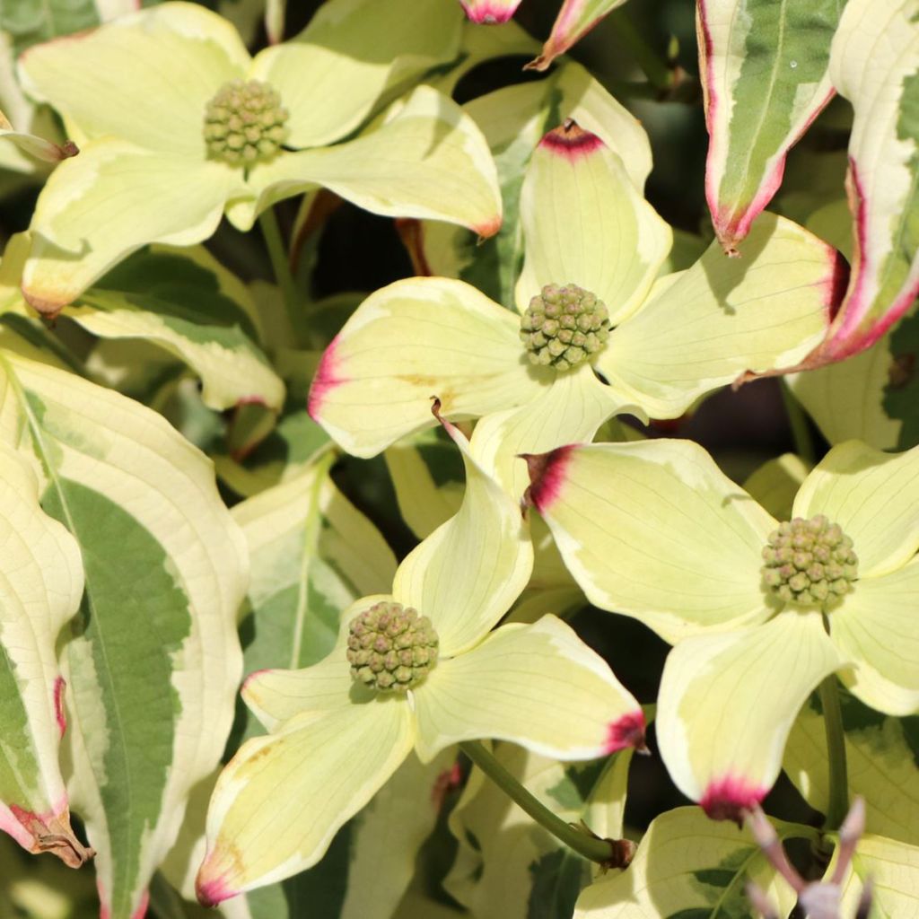 Cornus kousa China Dawn