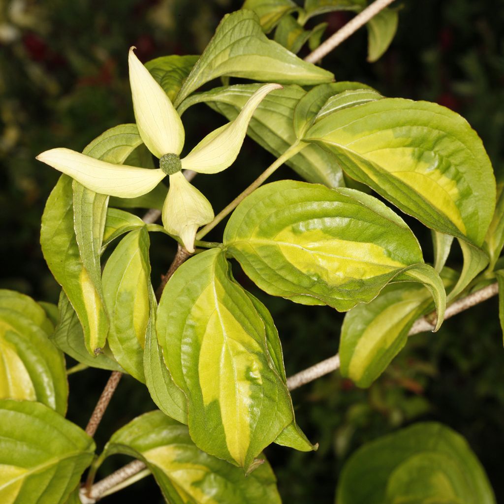 Cornus kousa Gold Star