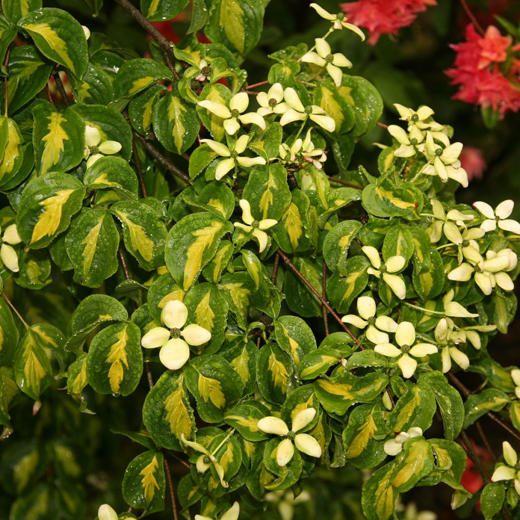 Cornus kousa Gold Star