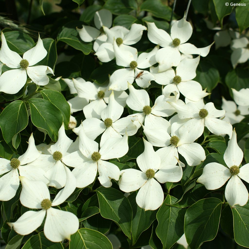 Cornus kousa subsp. chinensis Mandarin Jewel