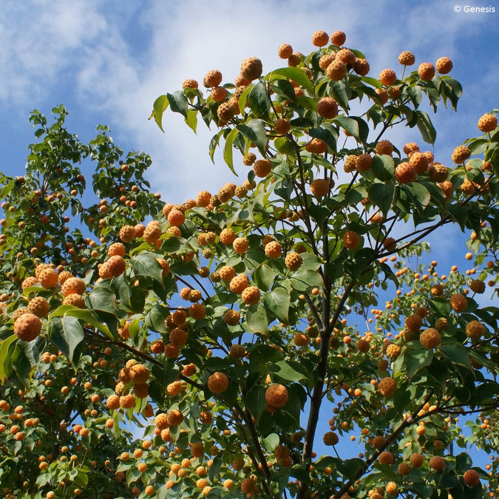 Cornus kousa subsp. chinensis Mandarin Jewel