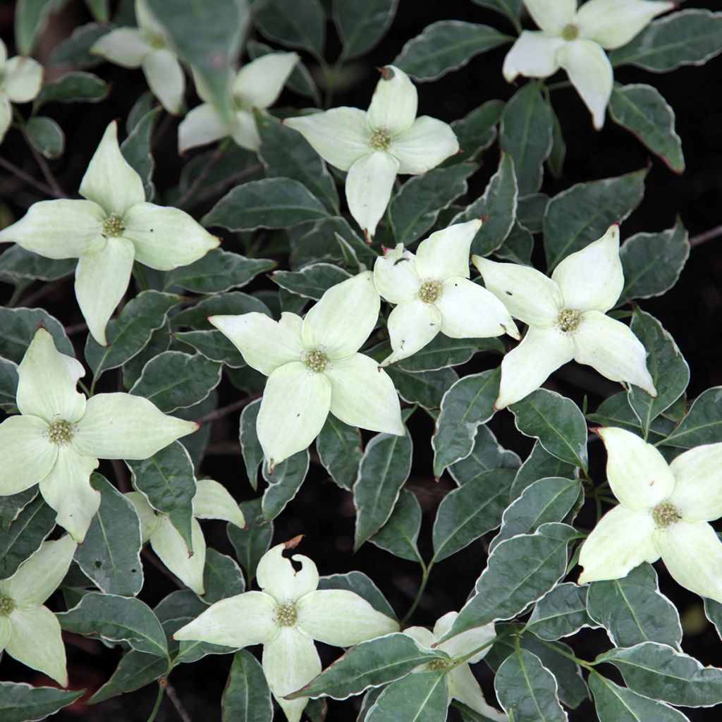 Cornus kousa Pevé Foggy