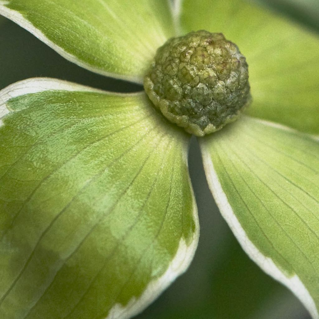 Cornus kousa Samaritan