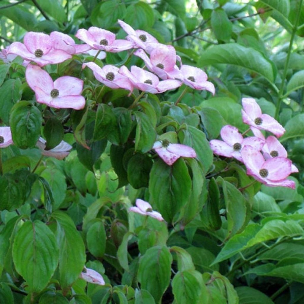 Cornus kousa Satomi