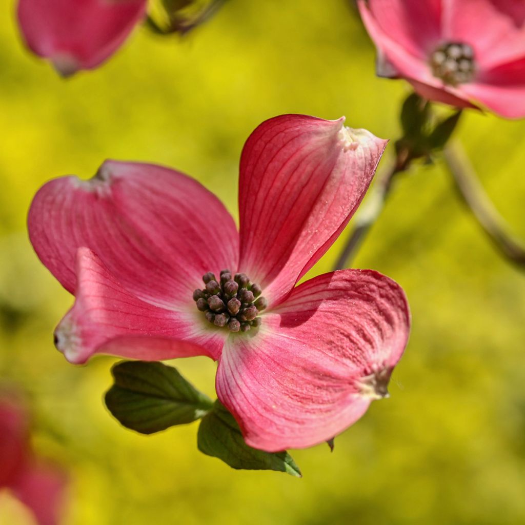 Cornus kousa Satomi