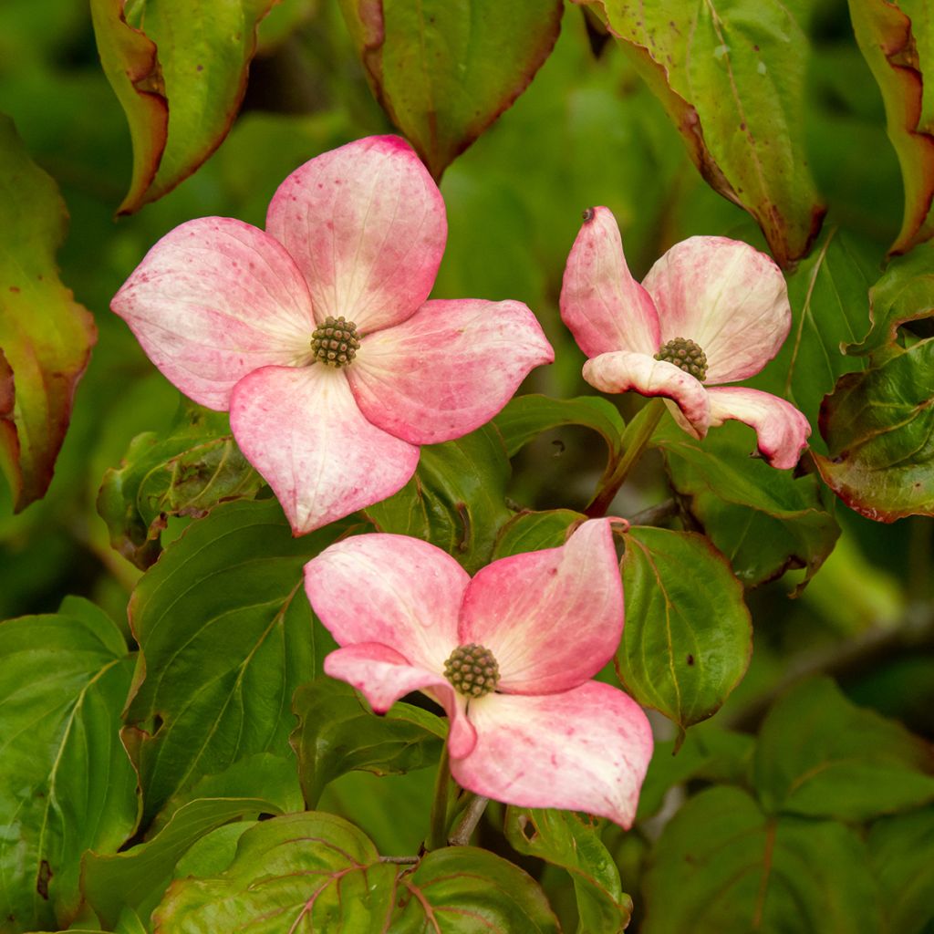 Cornus kousa Satomi