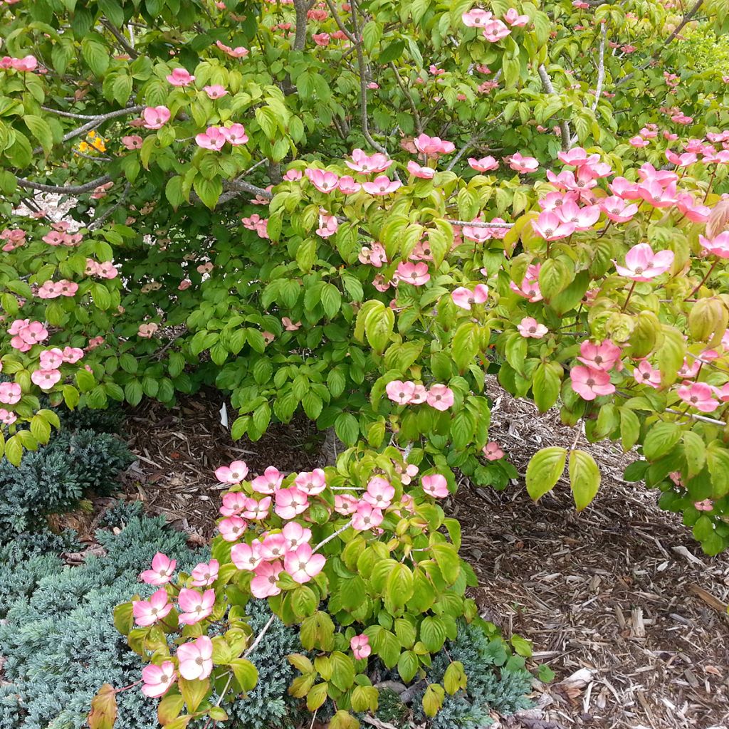 Cornus kousa Satomi