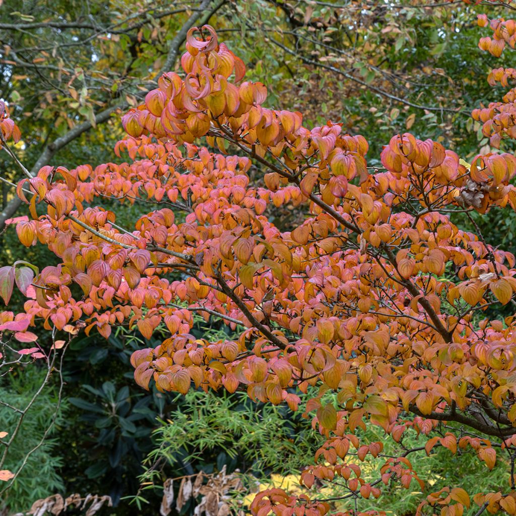 Cornus kousa Satomi