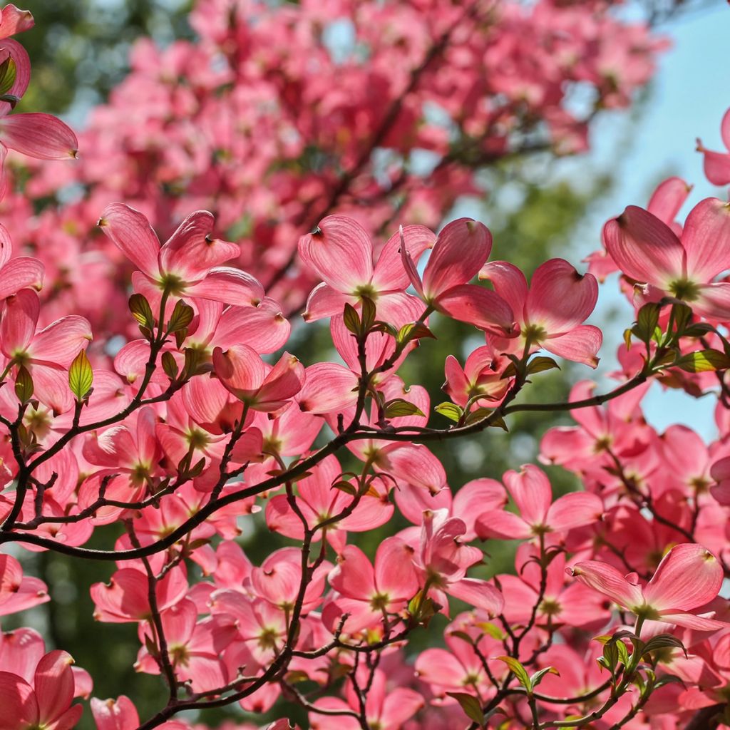 Cornus kousa Satomi