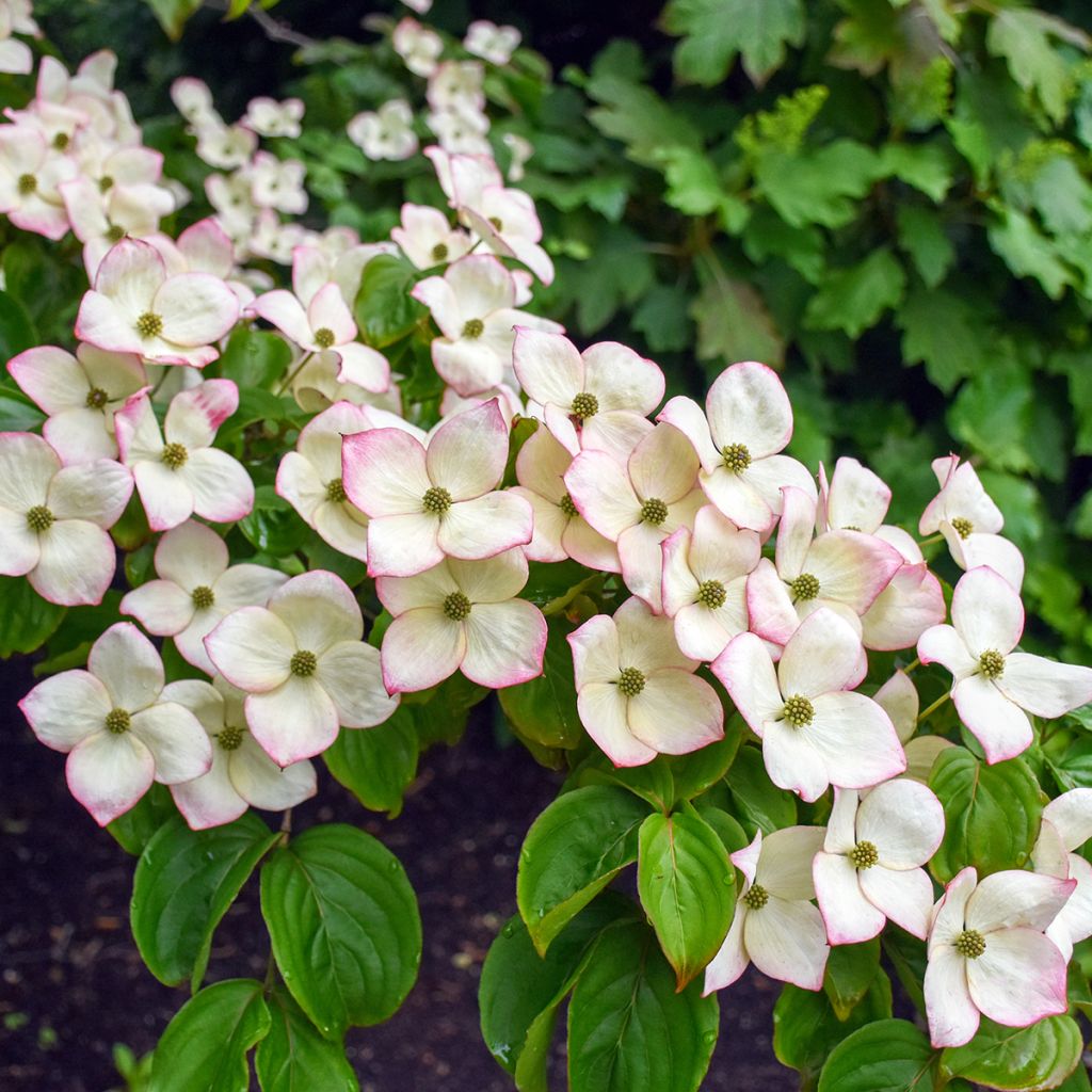Cornus kousa Satomi